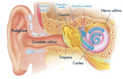 Anatomia dell'orecchio: orecchio esterno, medio e interno, timpano, ossicini e coclea